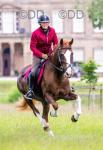15.2hh Hackney Mare