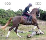 15.2hh Hackney Mare