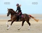 15.2hh Hackney Mare