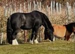 Lilly, 13.3hh Mare