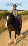 Lilly, 13.3hh Mare