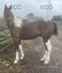14.3hh Driving Gelding 