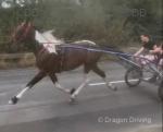 14.3hh Driving Gelding 
