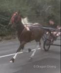 14.3hh Driving Gelding 