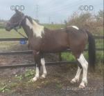 14.3hh Driving Gelding 
