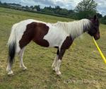 14.2hh Driving Mare