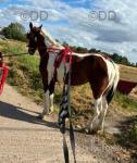 14.2hh Driving Mare