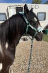 Benjamin Button, Yearling Colt
