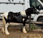 Benjamin Button, Yearling Colt