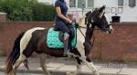 15hh Riding Mare