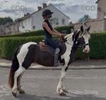 15hh Riding Mare