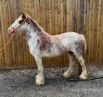Filly