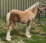 Colt Foal