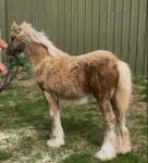 Colt Foal