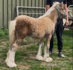 Colt Foal