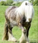 Colt Foal