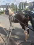 14.2hh Driving Mare