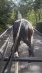 14.2hh Driving Mare