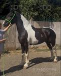 15hh Ride and Drive Gelding 