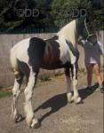 15hh Ride and Drive Gelding 