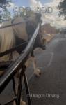 15hh Ride and Drive Gelding 