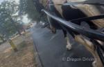 15hh Ride and Drive Gelding 