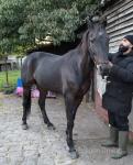 Prince, 16hh Ride and Drive Gelding 
