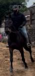 Prince, 16hh Ride and Drive Gelding 