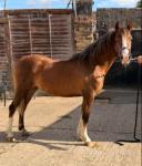 WPB Filly