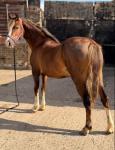 WPB Filly
