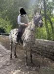 Lillie Bee, 15.2hh Mare