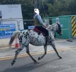 Lillie Bee, 15.2hh Mare