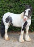 13hh Mare