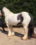 13hh Mare