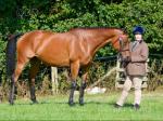 16.1hh Mare