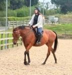 16.1hh Mare