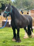 Colt