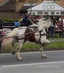 Revin Kevin, 14.2hh Driving Stallion 