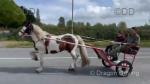 Revin Kevin, 14.2hh Driving Stallion 