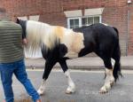Rocket Ronnie 14.1hh, Driving Gelding 