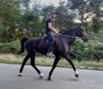 16.2hh Standardbred Riding Gelding 