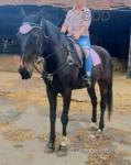 16.2hh Standardbred Riding Gelding 