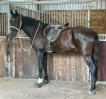16.2hh Standardbred Riding Gelding 