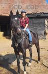 16.2hh Standardbred Riding Gelding 