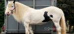 13hh Mare