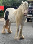 13hh Mare