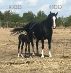 16hh Broodmare with Filly Foal at Foot