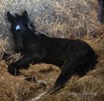 16hh Broodmare with Filly Foal at Foot