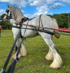 14hh Stallion