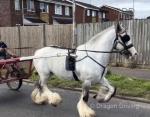 14hh Stallion